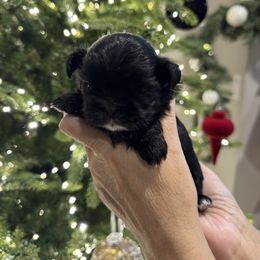 Prince Bentley JR - Black male Shih Tzu puppy in Kent, Washington from Exclusively Shih Tzu's LLC