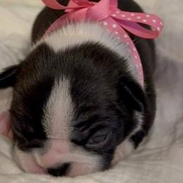 Boston Terriers from Lakeview Bostons