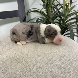 Rosie - Blue merle female Bernedoodle puppy in Holtwood, Pennsylvania from Country Ridge Puppies