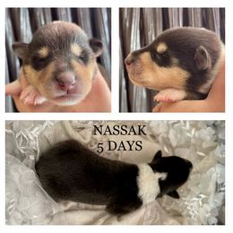 Girl 6 - Collie puppy in Central, California from Collies Of Orion Hill