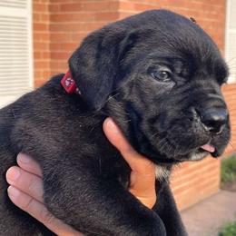 Red Collar Girl - Black female Cane Corso puppy in Weimar, Texas from Cane Corso Authority