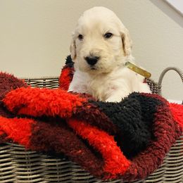 Goldendoodles from Kolle Goldendoodles