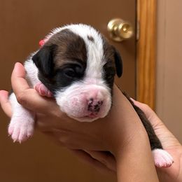 Red Collar - Brindle male Boxer puppy in Flora, Mississippi from Moody's Boxers