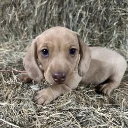 Benny - Cream male Dachshund puppy in Sallisaw, Oklahoma from Wild West Dachshunds