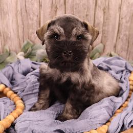 Miniature Schnauzer and Poodle Puppies from Crystal Rose Canines