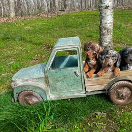 Dachshund Puppies from Golden Creek Farm