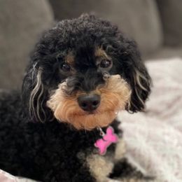 Sadie - Poodle