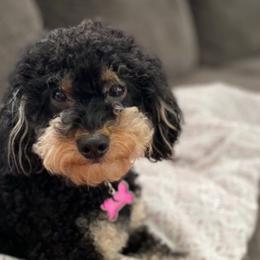 Sadie - Poodle