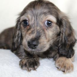 Benny - Brindle male Dachshund puppy in Fairfax, Iowa from Grayson’s Lovable Dachshunds