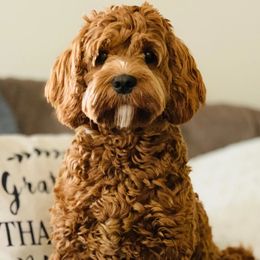 Maple - Cockapoo