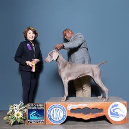 Chesapeake Bay Retriever and Weimaraner All Grown Up from Ball Bluff Kennel