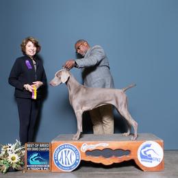 Chesapeake Bay Retriever and Weimaraner All Grown Up from Ball Bluff Kennel