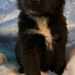Shadow - Australian Shepherd puppy from Wagon Wheel Aussies and Corgi’s