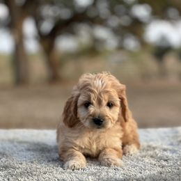 Girl 1 - Apricot female Goldendoodle puppy in Cuero, Texas from Firestorm Kennel