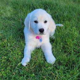 Golden Retriever Puppies from Wildcat Hollow Goldens