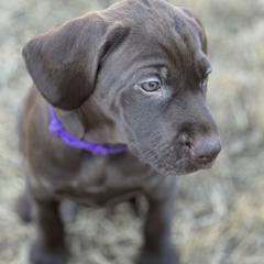 Pudelpointer Puppies from High Power Pudelpointers