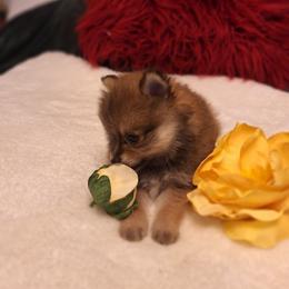 Alisa - Wolf sable female Pomeranian puppy in Tampa, St Petersburg, Florida from Diana's Pomeranians