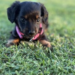 Mist - Black and tan female Dachshund puppy in Kiowa, Oklahoma from Champion Dachshunds