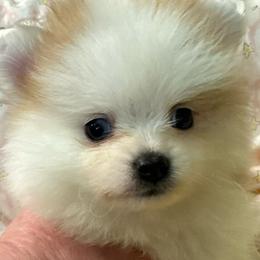 Cosmo - Orange parti female Pomeranian puppy in Silver Springs, New York from Humehill