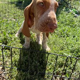 Bracco Italiano and Chihuahua Puppies from Snow Peak Kennel