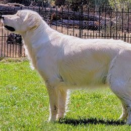 Golden Retrievers from Heartland English Cream Golden Retrievers