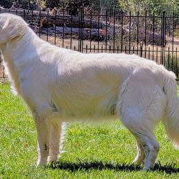 Golden Retrievers from Heartland English Cream Golden Retrievers