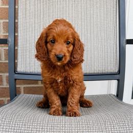 Fancy - Red  female Goldendoodle puppy in Swartz Creek, Michigan from Michigan Doodles