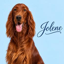 Jolene - Irish Setter