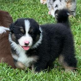 Cho'gath (long tail) - Red tri-color male Australian Shepherd puppy in Jacksonville, Florida from Solace Australian Shepherds