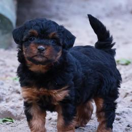 Mary Jane - Black phantom female Aussiedoodle puppy in Central Islip, New York from Fifth Avenue Australian Shepherds