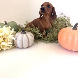 Dachshund Puppies from Breakfast Club Dachshunds