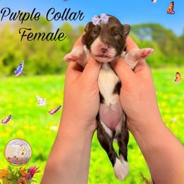 Aussiedoodle, Goldendoodle, and Poodle Puppies from Designer Doodles of South GA