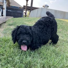 Jessie - Black female Bernedoodle puppy in Edmond, Oklahoma from Elle and Oak Farms
