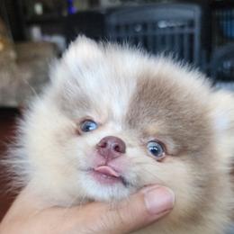 Lil' Man - Chocolate merle male Pomeranian puppy in Long Eddy, New York from Denise’s Exquisite Pomeranians