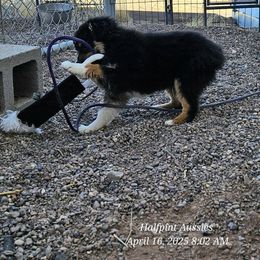 Tinsel - Black tri Toy Australian Shepherd puppy in Snowflake, Arizona from Halfpint Aussies