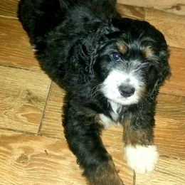 Bernedoodle Puppies from Flat Creek Bernedoodles