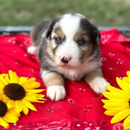 Woodrow Call - Blue merle male Miniature American Shepherd puppy in Bayard, Nebraska from Puppies by Alies