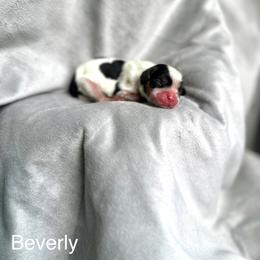 Cavalier King Charles Spaniel Puppies from Team Turner Cavalier King Charles Spaniels