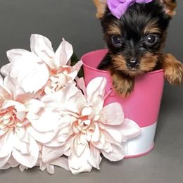 Pomeranian and Yorkshire Terrier Puppies from BC Breeders Association