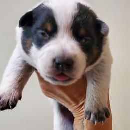 Full mask - Blue speckled male Australian Cattle Dog puppy in Lenoir, North Carolina from Blue Coyote Ranch