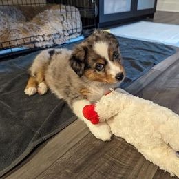 Australian Shepherd Puppies from Hub City Aussies