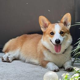 Pembroke Welsh Corgi puppies from Pembroke Welsh Corgis at Belle Haven