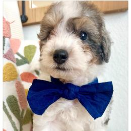 BANJO - Merle male Bernedoodle puppy in Houston, Texas from Pia’s Doodle Poodle Wag