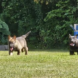 Boy 4 - Sable male German Shepherd puppy in Richland, New York from Hirten Bray Hugel
