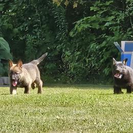 Boy 4 - Sable male German Shepherd puppy in Richland, New York from Hirten Bray Hugel