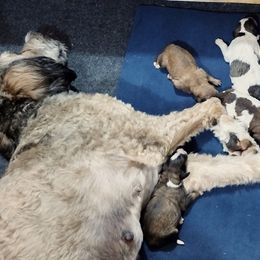 Bernedoodle and Bernese Mountain Dog Puppies from KEE Bernedoodles