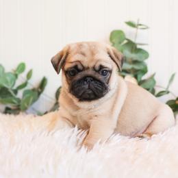 Paris she stays with gold leaf farm pugs - Fawn female Pug puppy in Placerville, California from Gold Leaf Farm Pugs