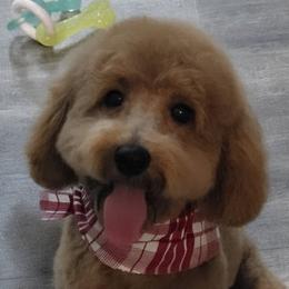Cavalier King Charles Spaniels, Cavapoos, Cavapoochons, and Poodles from CaviCajun Kennels