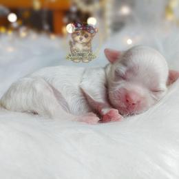 Imperial Korean Valley - White female Mal-Shi puppy in Barren Springs, Virginia from Seeking Shalom Acres Maltese, Maltipoos & Havamalts
