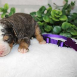Purple - Merle female Bernedoodle puppy in Mississippi from Ewing Acres